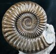 Huge Coroniceras Ammonite Display - France #8252-3